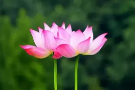 「赏荷攻略」来了！花开正当时，跟古人学“荷花”的正确打开方式图片