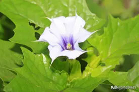 把“蒙汗药”制成药酒？出现多例曼陀罗中毒！中药秘方药酒别乱用图片