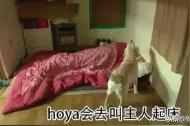 最懒铲屎官！韩国大叔生活全靠狗狗照顾，活生生被宠成了一个废柴图片