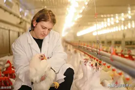 季节交替！如何进行通风换气？养鸡人掌握这3点，鸡群安全换季图片
