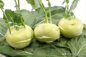 又到了吃菜头的季节，遇到这9种别手软，实惠营养，好吃耐储存图片