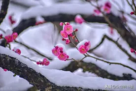 两首难以超越的咏雪名篇，第一首写梅雪争春，第二首写梅雪的关系图片