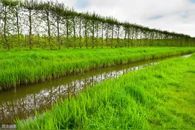 杨树种植技术，以及病虫害防治，干货分享！图片