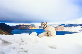 故事：老爷爷钓鱼喂雪狐狸，雪狐狸报恩救老爷爷图片