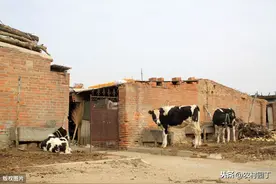 如果养殖场建在自家确权耕地上，算违建吗？有什么依据图片