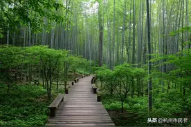 火了！杭州这条“佛系”青年必打卡的公交线路，你会打几分？图片