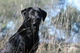 为什么黑色的拉布拉多犬不受待见？图片