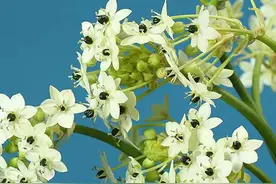 多种绝美花卉仙子，叫醒最美四月天！#唤醒好春光#图片