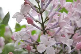 戴望舒《雨巷》：我想逢着一个丁香一样的姑娘图片