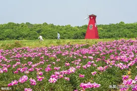 2020年5月3日拍摄的安徽宣城郎溪县大佛山养心谷芍药花盛开图片