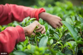 茶叶采摘技术，掌握正确的采摘方法，保证茶叶产量和品质得到提升图片