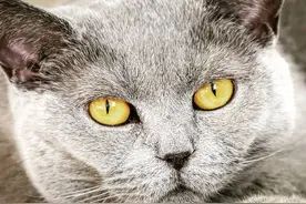 可爱猫咪写真，看看有喜欢的嘛图片