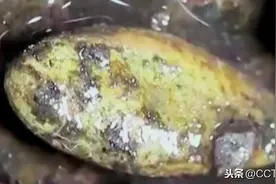 一颗香瓜子背后的死亡真相图片