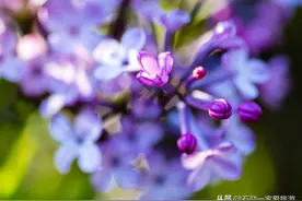#五一小长假# 即将来到 走近身边的美景 大连中山公园丁香花开图片