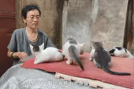 老人家救助600只流浪猫，有网友却骂他们做得不够好图片