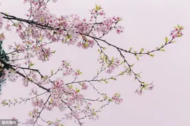 贺雪峰：应当改革博士论文评审制度图片