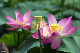 四十岁的女人，一朵花！图片
