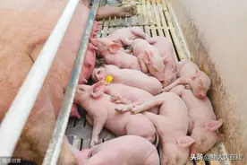 母猪产前乳房水肿怎么治？小猪八字腿怎么矫正？图片
