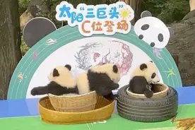“迎大运 庆新生”2020级成都新生大熊猫国庆前亮相图片