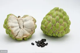 去年留的番荔枝种子，放了3个多月，如何播种？才能发芽图片