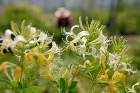 在农村这种“金银花”，不但能吃能盆栽，在市面上的价格也不便宜图片
