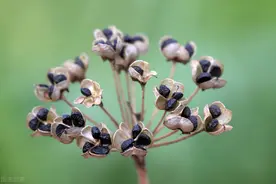 中药古今研究：韭菜子图片