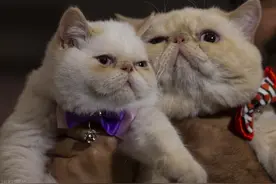 你们这些愚蠢的人类！盘点那些天生一副拽样的猫咪图片