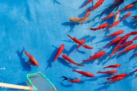 亲子早教游戏1000例——一网不捞鱼（运动、社会）图片