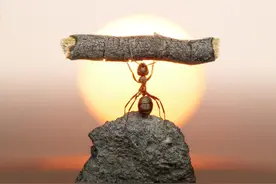 如果蚂蚁突然灭绝，地球会怎样？你不知道，蚂蚁为你做了这么多图片