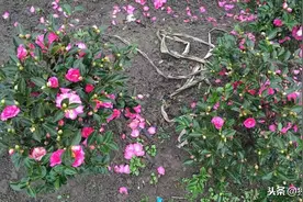我们农村山上野生的植物，可以用作盆景，你们那里有吗？图片