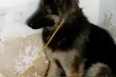 德牧犬被遗弃拆迁楼，医护隔空喂食一年多...获救时的模样让人心疼图片