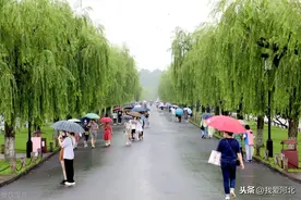梅雨季节，杭州游客雨中游玩西湖，体验不一样的感觉图片