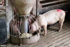 猪呕吐，通常是这六种情况！图片