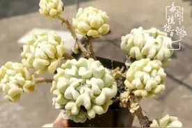 养多肉的人，热情常在，青春永恒，恰似少年图片