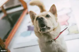 公认脾气好的6种狗，中华田园犬位居榜首，实至名归？图片