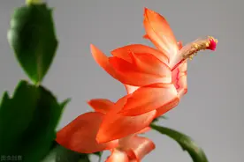 刚买回的蟹爪兰枯萎了？做好“3”步养护管理，保证植株灿烂开花图片