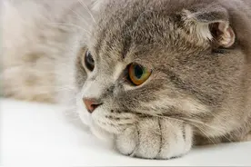 猫咪主子：不要老是用黄瓜吓我啦！愚蠢的人类！我要生气了图片