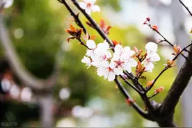 像是樱花？这里的紫叶李开成“爱情隧道”图片