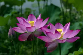 《人生三修赋》图片