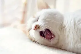 关于猫冠状病毒你不可不知道的几件事图片