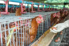 蛋鸡如何实现集中开产？守好这4个保护屏障，顺利进入产蛋高峰！图片