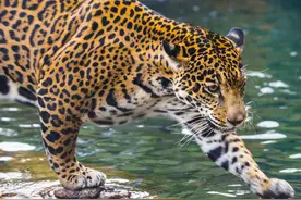世界自然保护联盟红色名录列为：近危（NT）美洲豹 Jaguar图片