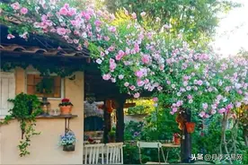 种下一院子月季花，打造一座绝美庭院花园！图片