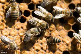 蜜蜂养殖，工蜂在多少脾时蜂王产卵最多、繁殖速度最快？图片