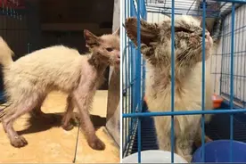 流浪猫丑？网友晒出收养前后对比照，惊呆无数人图片