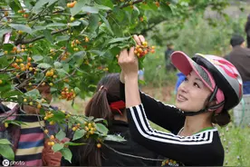 樱桃好种，果难摘，农民该如何采摘樱桃呢？樱桃的采摘技巧图片