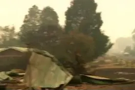 澳大利亚山火报告出炉 近30亿只动物死亡或失去栖息地图片