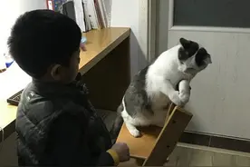 人猫大战！只为抢夺写作业有利地形，结局却令人哭笑不得图片