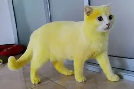 猫咪被染成黄色，本以为是虐待，了解情况后却连忙夸赞主人图片