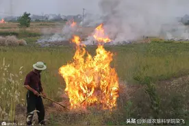 除了焚烧，秸秆还有六种处理方法图片